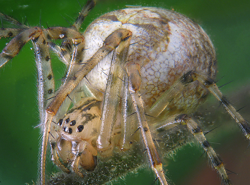 Theridiidae?  No, Metellina cfr.segmentata - Albizzate (VA)